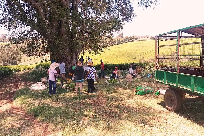 Tea Farm Experience at Riara Tea Farm And Factory Tour - What the $160 price really covers