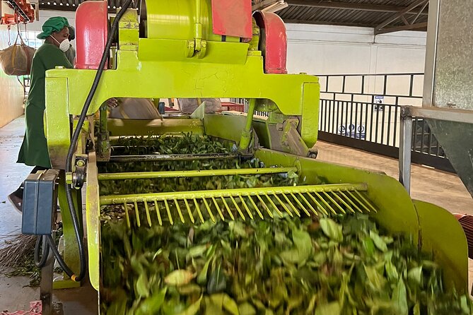 Tea Farm Experience at Riara Tea Farm And Factory Tour - Who will enjoy this tea tour most?