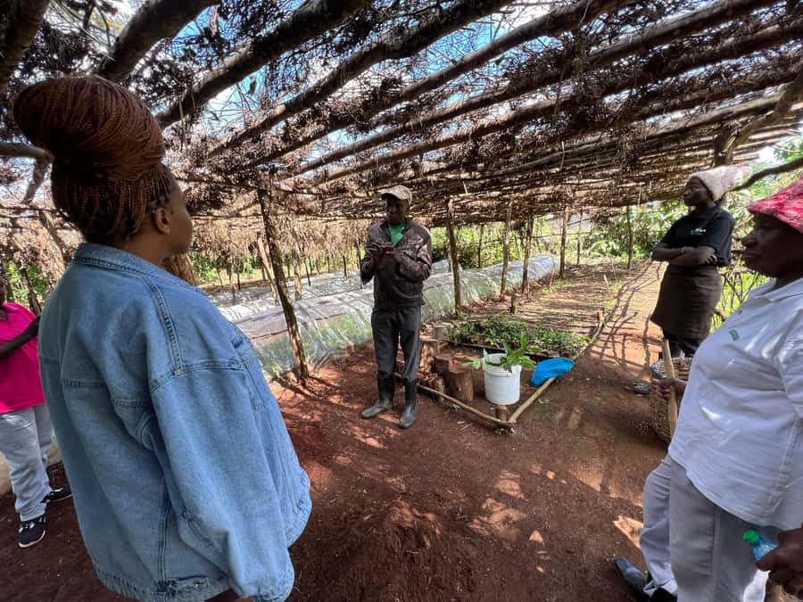Tea Farm Experience at Riara Tea Farm And Factory Tour - Practical Tips for a Better Day