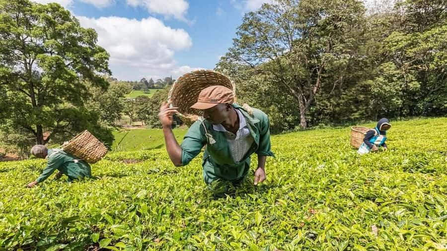 Tea Farm Tour From Nairobi (Kiambethu). - Key points to know before you book