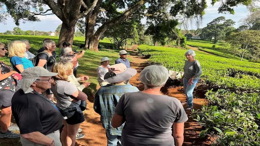 Tea Farm Tour From Nairobi (Kiambethu). - Tea, history, and the first look at the fields