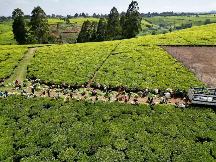 Tea Farm Tour From Nairobi (Kiambethu). - How much the tour really costs