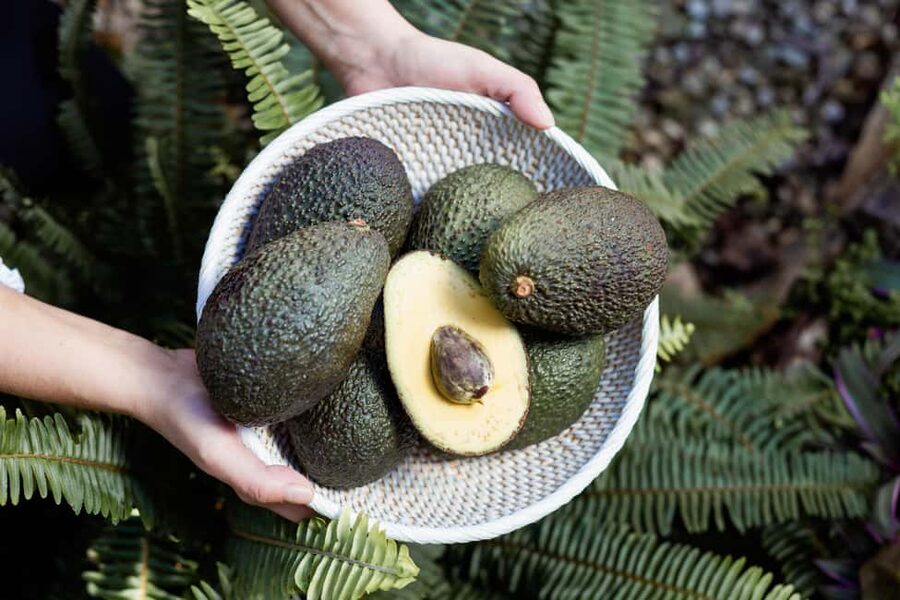 Tenerife: Avocado Farm Tour with Tasting Menu & Wine - Key points before you book