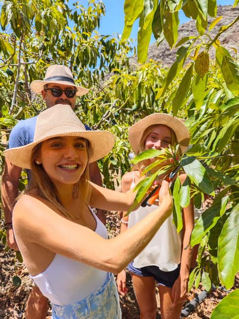 Tenerife: Avocado Farm Tour with Tasting Menu & Wine - Is $59 a fair price?