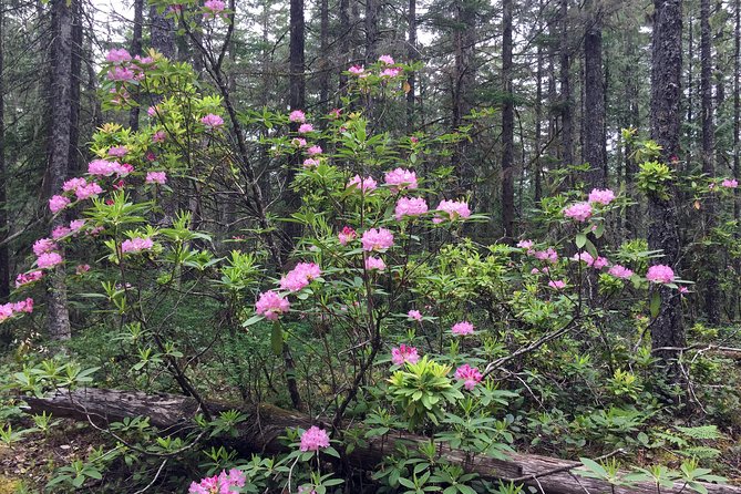 The Hood-Columbia Loop: Timberline, Orchards, and Waterfalls - The Historic Columbia River Highway makes the drive part of the tour