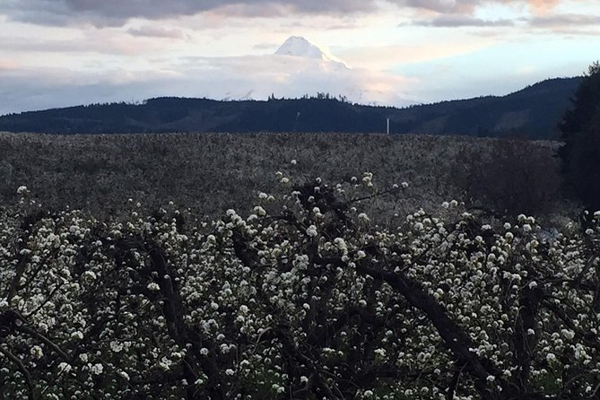 The Hood-Columbia Loop: Timberline, Orchards, and Waterfalls - Basalt formations and waterfalls keep the gorge moving