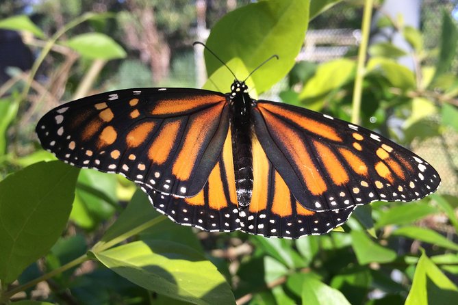 The Maui Butterfly Farm Tour - What makes this Maui visit worth considering