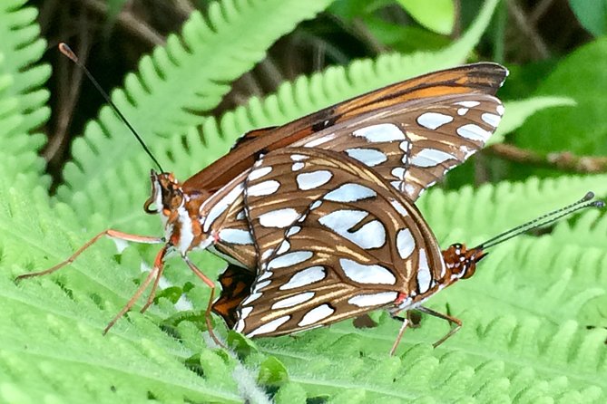 The Maui Butterfly Farm Tour - A small farm with a serious purpose