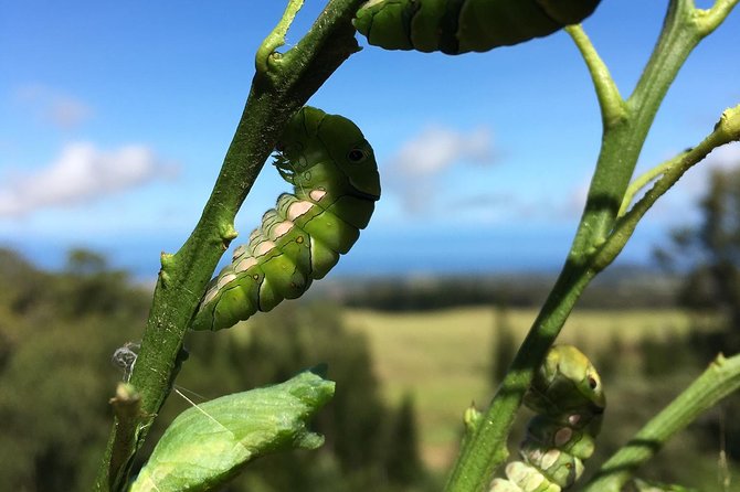 The Maui Butterfly Farm Tour - What the setting means for families