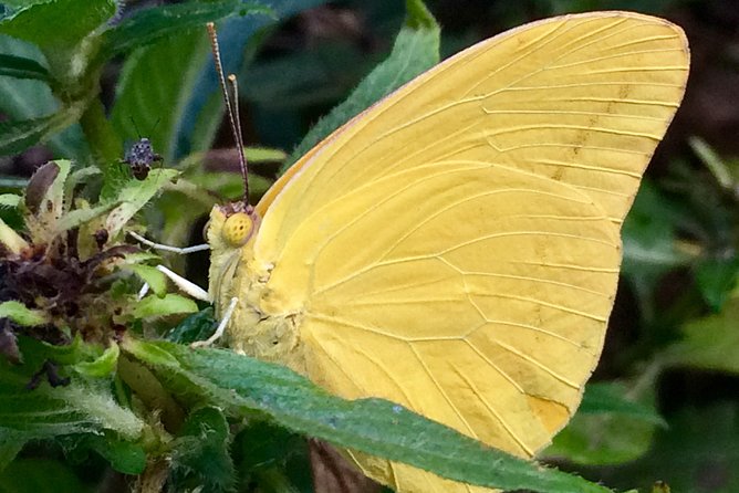 The Maui Butterfly Farm Tour - The guide can make or break the visit