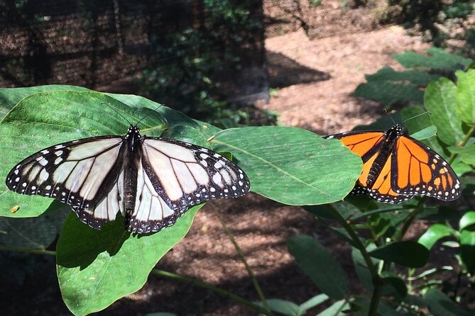 The Maui Butterfly Farm Tour - Is $49.99 a fair price?