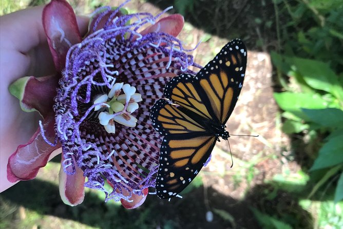 The Maui Butterfly Farm Tour - Planning the visit around Lahaina