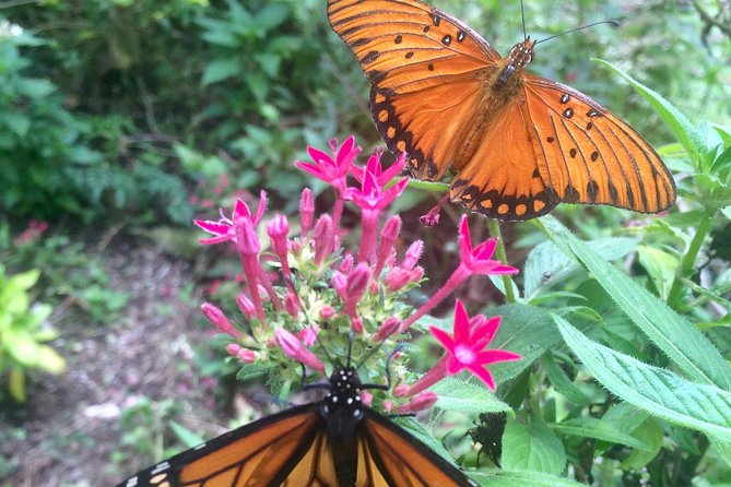 The Maui Butterfly Farm Tour - Who should book the Maui Butterfly Farm?