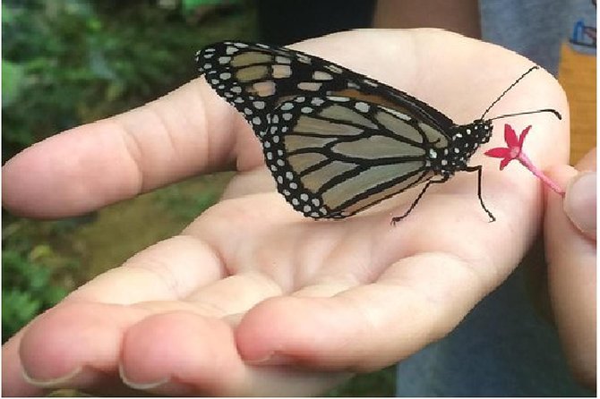 The Maui Butterfly Farm Tour - The 45-minute route from life cycle to flight house