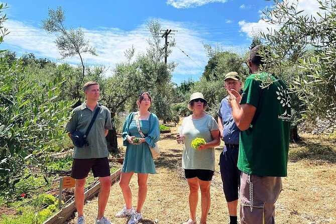 The Olive Oil Experience @ Lefkada Micro Farm - What happens at Lefkada Micro Farm