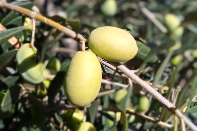 The Olive Oil Experience @ Lefkada Micro Farm - Smelling the garden and tasting its produce