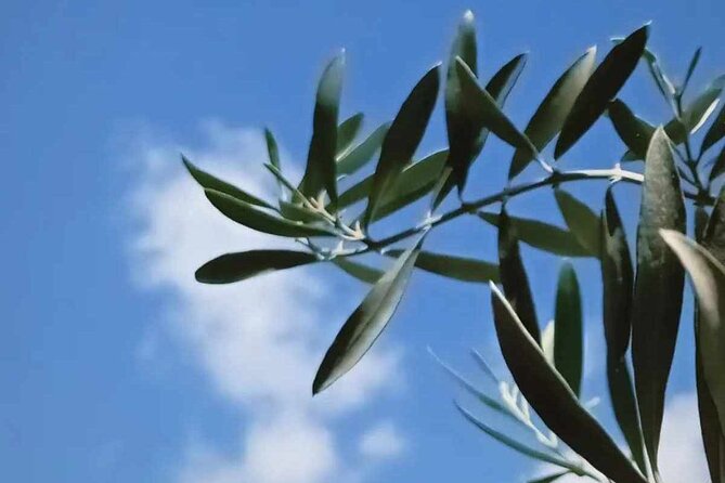 The Olive Oil Experience @ Lefkada Micro Farm - Is $62.48 a fair price?