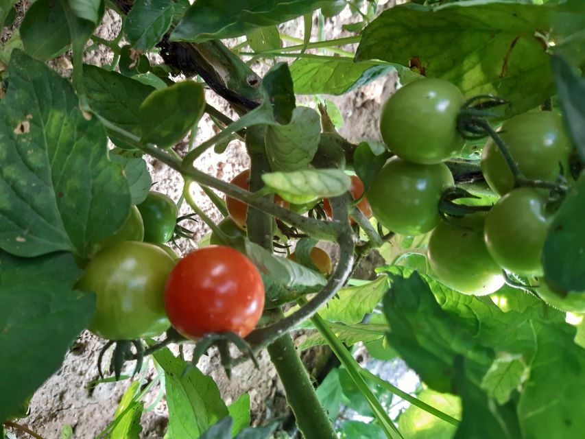 Thessaloniki:Greek Cooking Class and Meal at a Farm A - Sitting down to a long homemade lunch or dinner