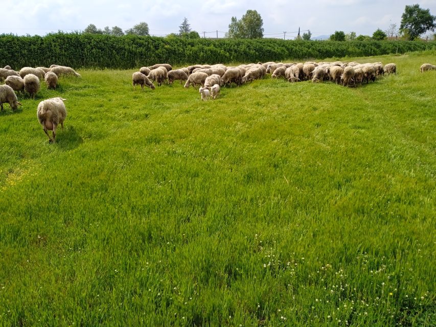 Thessaloniki:Greek Cooking Class and Meal at a Farm A - What the $176 price really covers