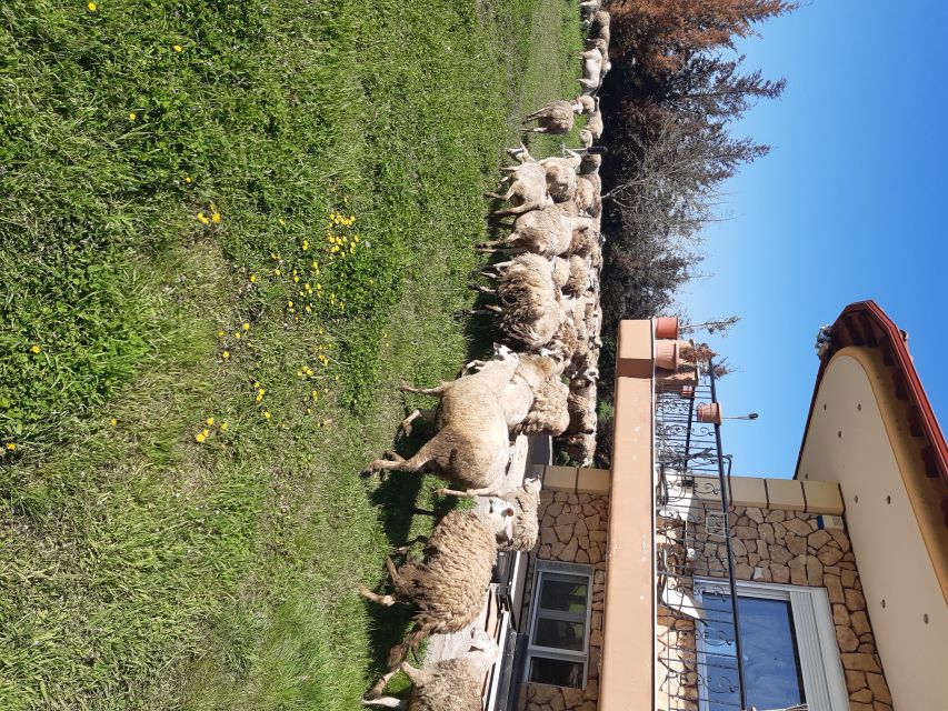 Thessaloniki:Greek Cooking Class and Meal at a Farm A - Who will enjoy this farm cooking day?