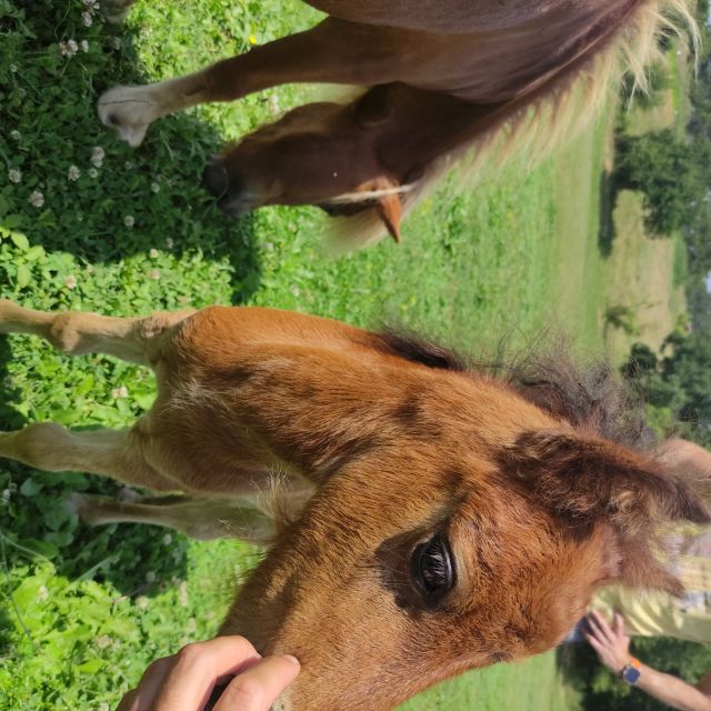 Thessaloniki:Horse Riding in a farm - Food and drinks at the farm