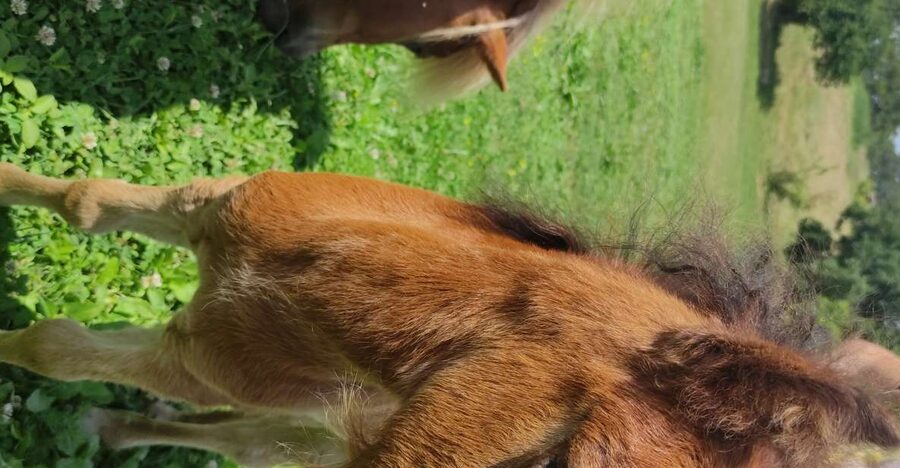 Thessaloniki:Horse Riding in a farm - A guided look around the farm