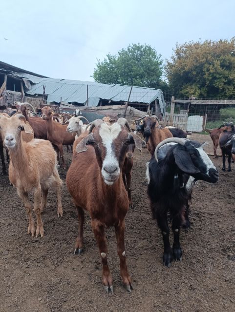 Thessaloniki: Visit a Farm and a traditional Village - Should You Book the Farm and Village Visit?