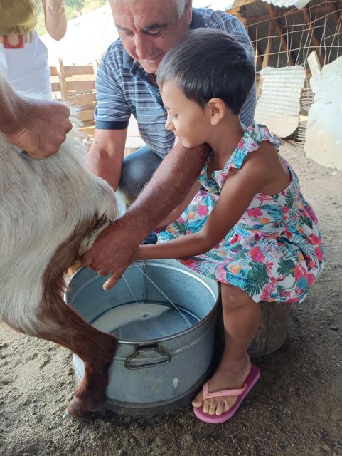Thessaloniki: Visit a Farm and a traditional Village - Why the Goat-Milking Activity Matters