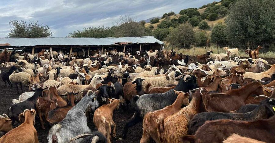 Thessaloniki: Visit a Farm and a traditional Village - Who Will Enjoy This Best?