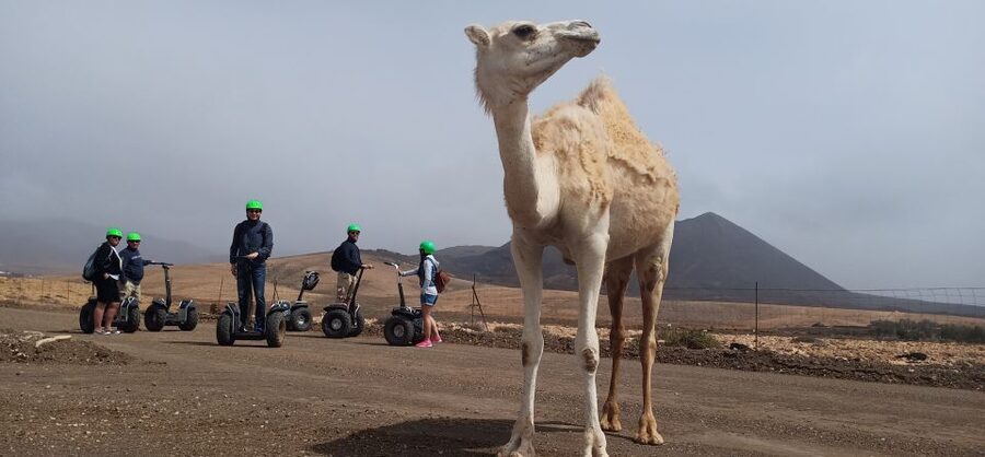 Tiscamanita: Segway Tour, Aloe Vera Farm & Mills Museum - What happens at the aloe vera farm