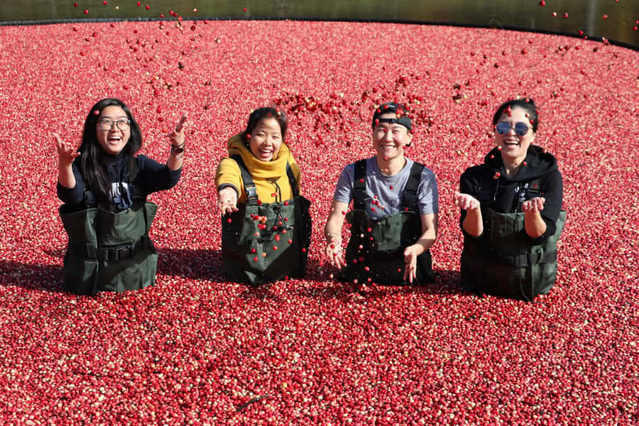 Toronto: Muskoka Cranberry Farm and Hardy Lake Hike - Five things worth knowing before you book