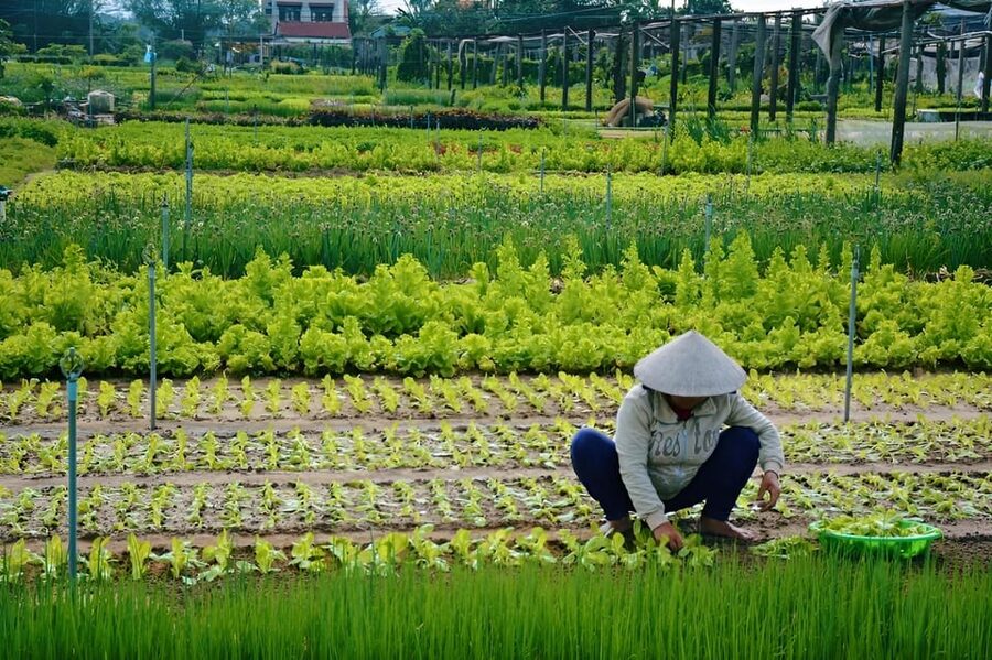 Tra Que Village Vegetable Farm Experience by Bike - Is the $39 price fair?