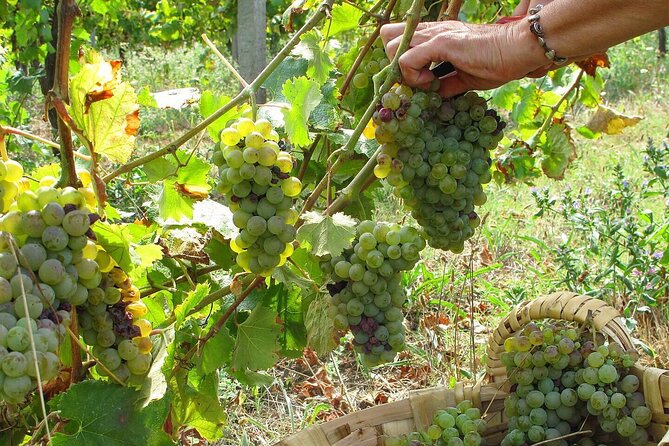 Traditional Cooking Class, Farm Tour & Lunch in the Douro Valley - Walking the farm with the animals