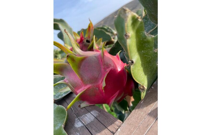 Traditional Olive Grove and Dragon Fruit Farm Tour - Key things to know before you go