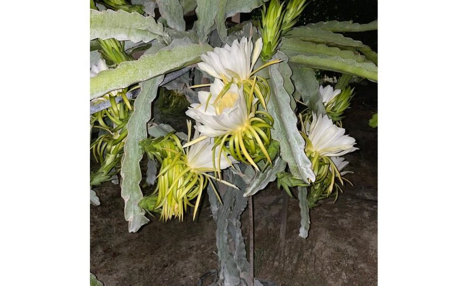 Traditional Olive Grove and Dragon Fruit Farm Tour - A small family farm with two very different crops