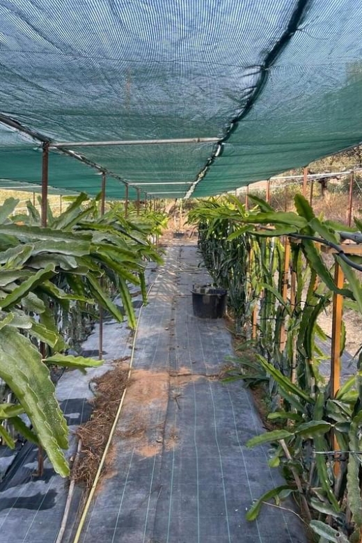 Traditional Olive Grove and Dragon Fruit Farm Tour - Olive harvesting explained in plain terms