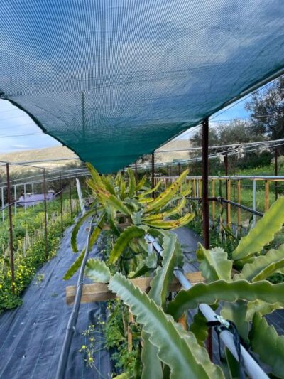 Traditional Olive Grove and Dragon Fruit Farm Tour