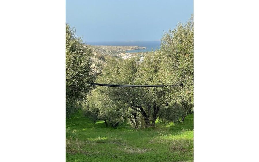 Traditional Olive Grove and Dragon Fruit Farm Tour - Why the $9 price offers strong value