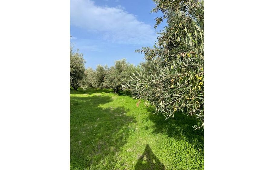 Traditional Olive Grove and Dragon Fruit Farm Tour - Who will enjoy this experience most
