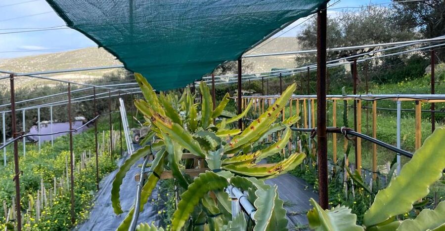 Traditional Olive Grove and Dragon Fruit Farm Tour - Practical tips for a better visit