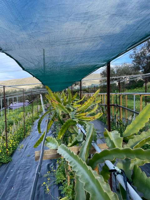 Traditional Olive Grove and Dragon Fruit Farm Tour - The one-hour farm walk at Agiou Alexandrou