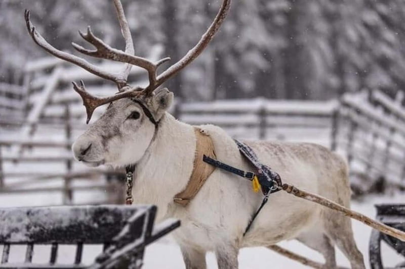 Traditional Reindeer Farm Visit with a Short Sleigh Ride - The 500-meter sleigh ride: charming but very short