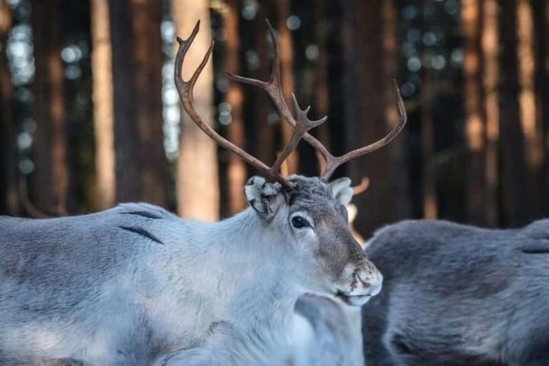 Traditional Reindeer Farm Visit with a Short Sleigh Ride - What happens during the three-hour visit