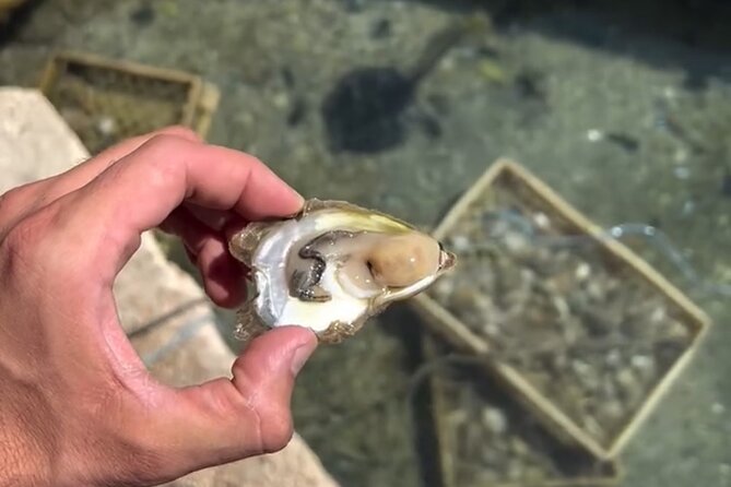 Transfer from Split to Dubrovnik with Stop at the Oyster Farm - Price, timing, and who gets the best value