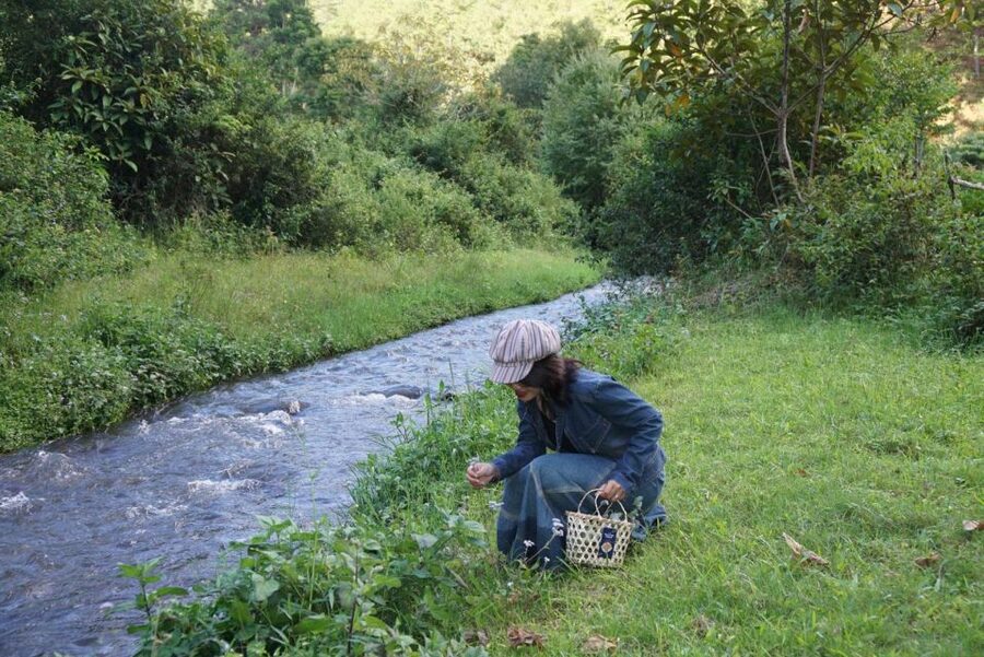 Trekking to Hidden Waterfall & Sturgeon Farm for dog-lovers - What makes this outing worth your morning