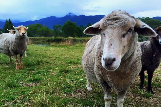 Trevena Glen Farm Animal Experience - What the one-hour visit feels like