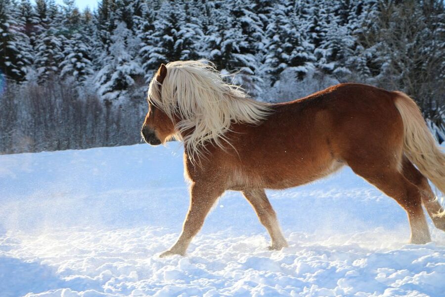 Tromsø: Lyngen Horse Stud Farm Visit - Key points to know before you go