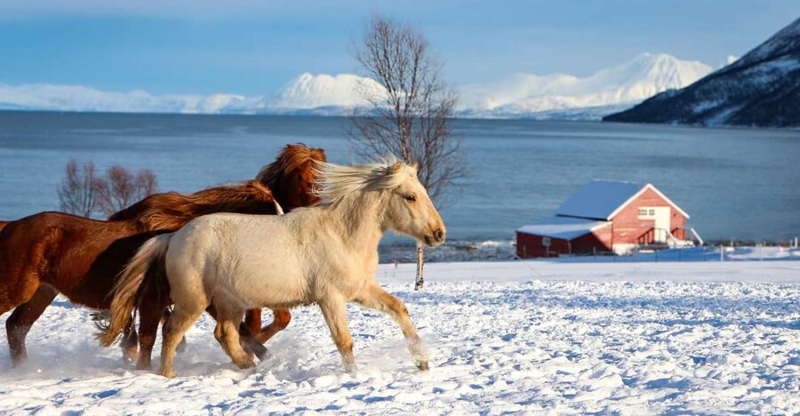 Tromsø: Lyngen Horse Stud Farm Visit - Arriving at Tromsø Lyngshest in Krokelvdalen