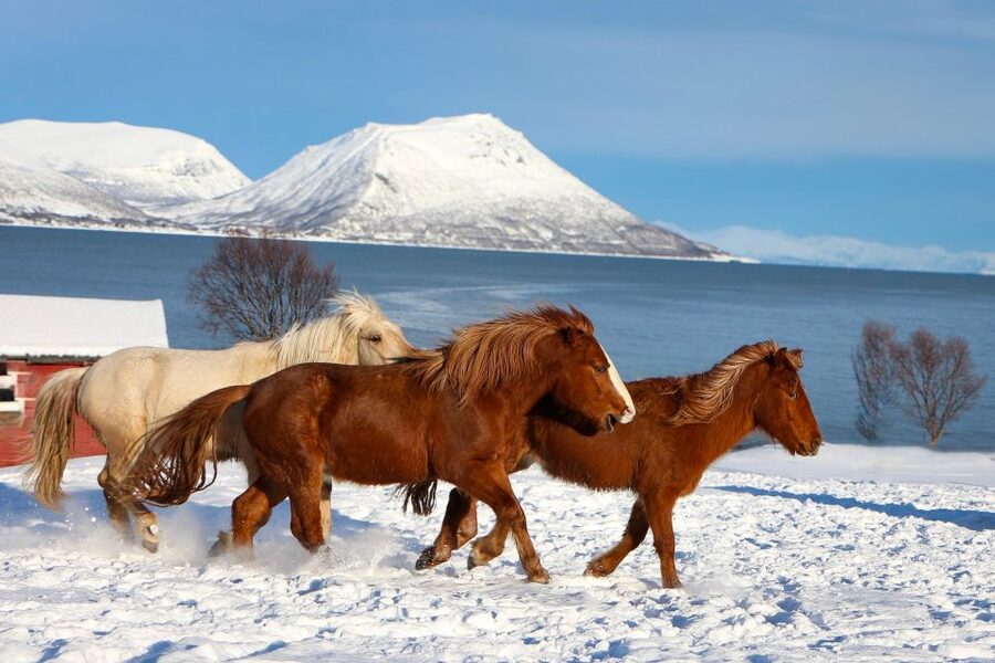 Tromsø: Lyngen Horse Stud Farm Visit - Why Lyngen horses matter in Northern Norway