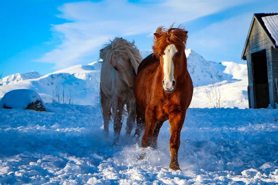 Tromsø: Lyngen Horse Stud Farm Visit - What the two-hour schedule feels like